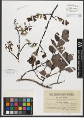Foto von Salix rhaetica Andersson